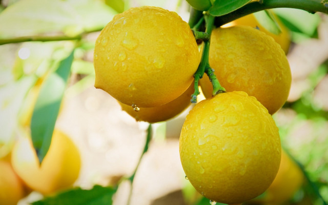 Lemons rainy branch water drops free wallpaper - medium preview image