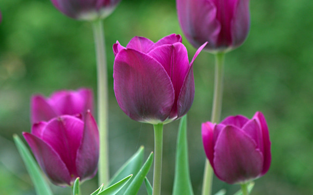 Purple flowers green stems blurry free wallpaper - medium preview image
