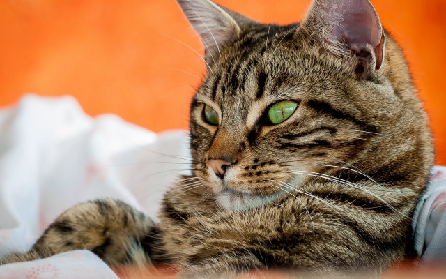 Cat green eyes bed white free wallpaper - medium preview image