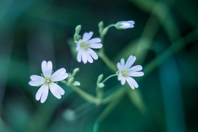 Daisy butterfly lily flowers blurry free wallpaper - medium preview image