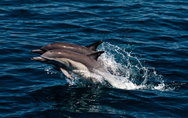 Dolphins swimming jumping ocean beach free wallpaper - medium preview image