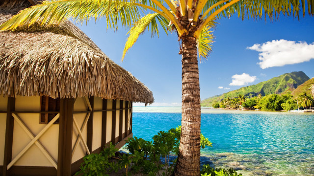 Palm tree hut beach ocean free wallpaper - medium preview image