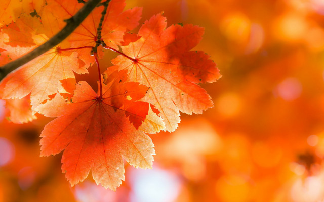 Orange leaves tree bokeh autumn free wallpaper - medium preview image
