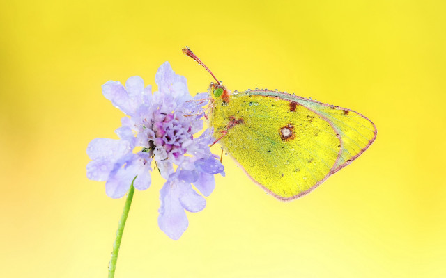 Yellow butterfly purple flower macro free wallpaper - medium preview image