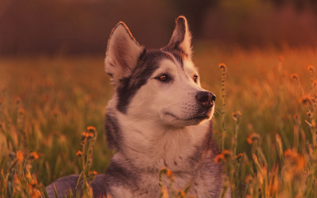 Husky flower field autumn fire free wallpaper - medium preview image