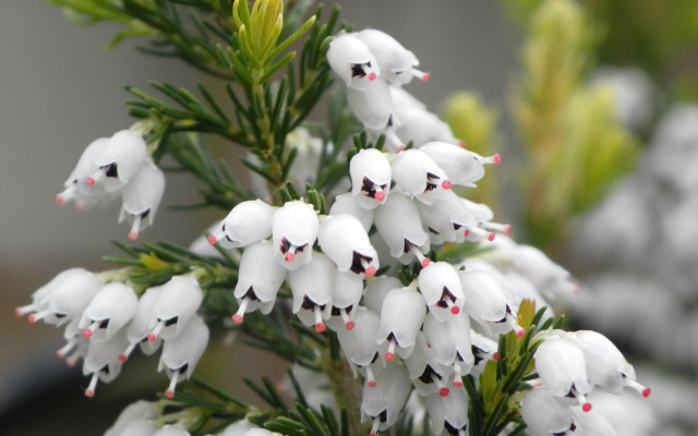 White flower red spots green free wallpaper - medium preview image