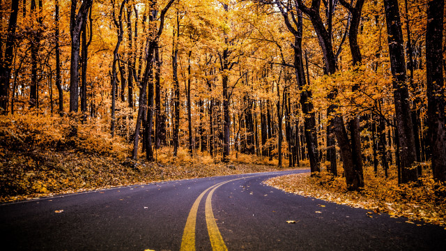 Yellow line road autumn trees free wallpaper - medium preview image