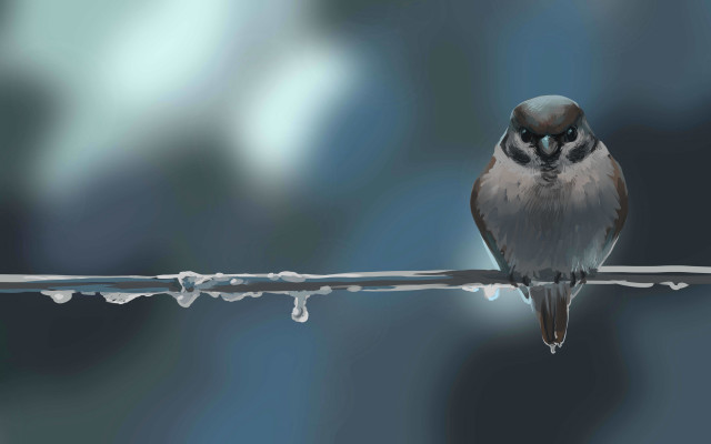 Bird on wire water droplets free wallpaper - medium preview image