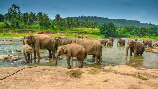 Elephants river forest hillside wildlife free wallpaper - medium preview image