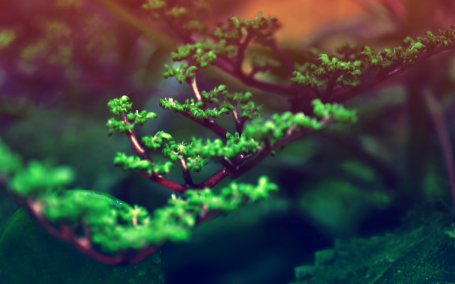Small tree green leaves tilt free wallpaper - medium preview image