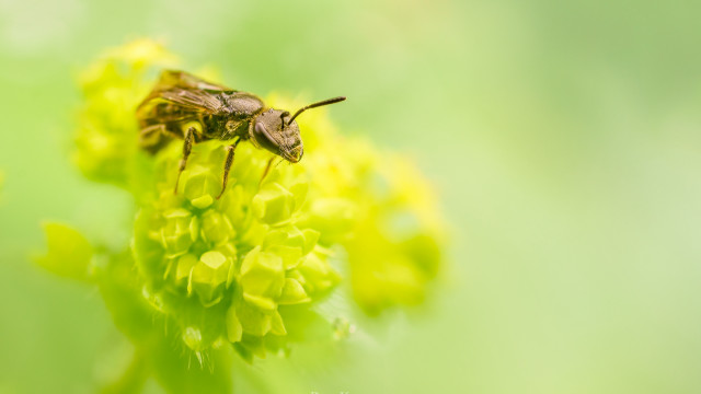 Bug flower macro nature green free wallpaper - medium preview image