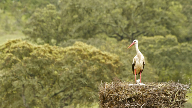 Stork hay field trees bushes free wallpaper - medium preview image