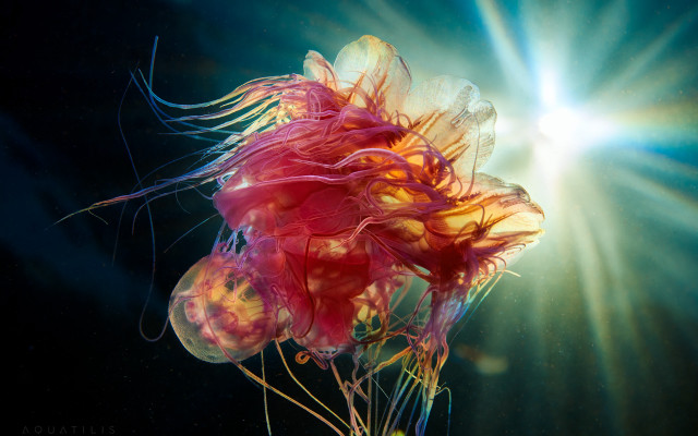 Glowing jellyfish aurora night sky free wallpaper - medium preview image