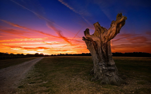 Tree stump field sunset trail free wallpaper - medium preview image