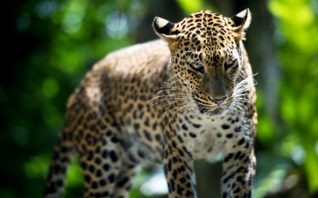 Leopard forest blurry bokeh animal free wallpaper - medium preview image