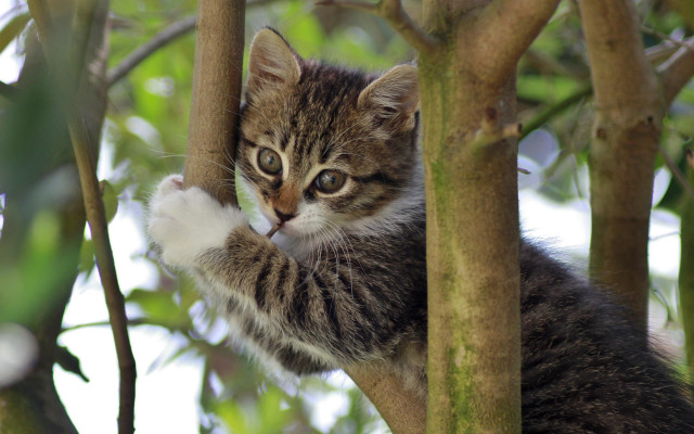 Kitten climbing tree branch nature free wallpaper - medium preview image