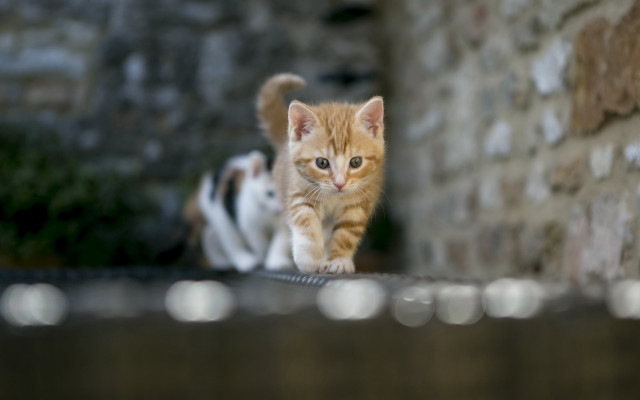 Kitten stonewall cat sidewalk brickwall free wallpaper - medium preview image