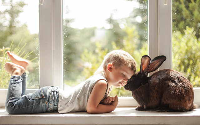 Little boy bunny window sill free wallpaper - medium preview image