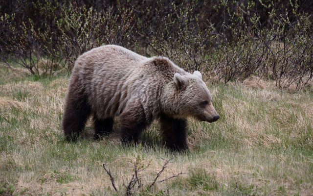 Brown bear walking field trees free wallpaper - medium preview image