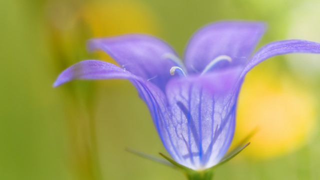 Purple flower macro blurry background #5 free wallpaper - medium preview image