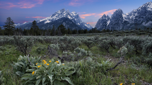 Flower field mountains sunset pink #5 free wallpaper - medium preview image