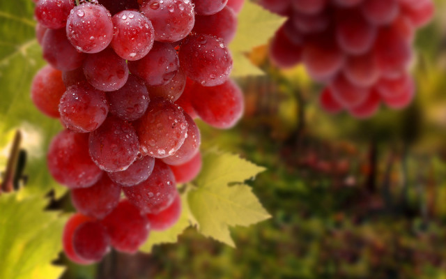 Grape vine water droplets photorealistic free wallpaper - medium preview image