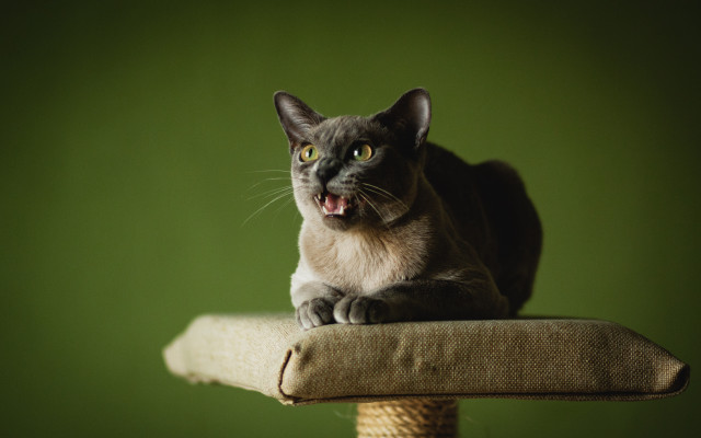 Cat scratching post open mouth #2 free wallpaper - medium preview image