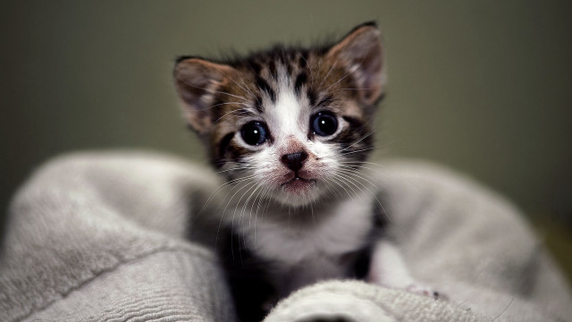 Small kitten blue eyes blurry #3 free wallpaper - medium preview image