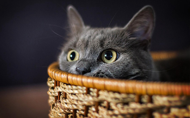 Cat basket sad eyes blue free wallpaper - medium preview image