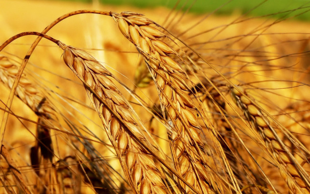 Wheat field autumn leaves fire free wallpaper - medium preview image
