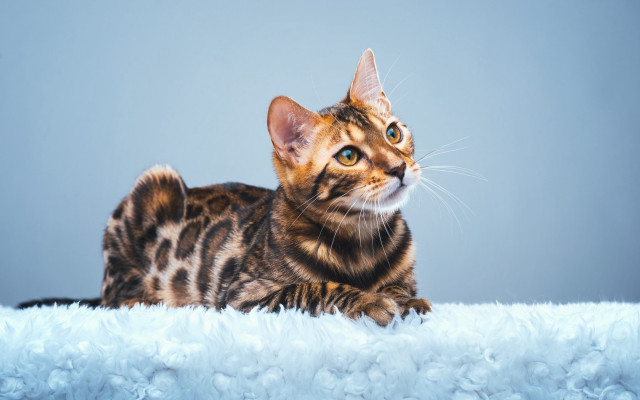 Curious cat fluffy blanket blue #2 free wallpaper - medium preview image