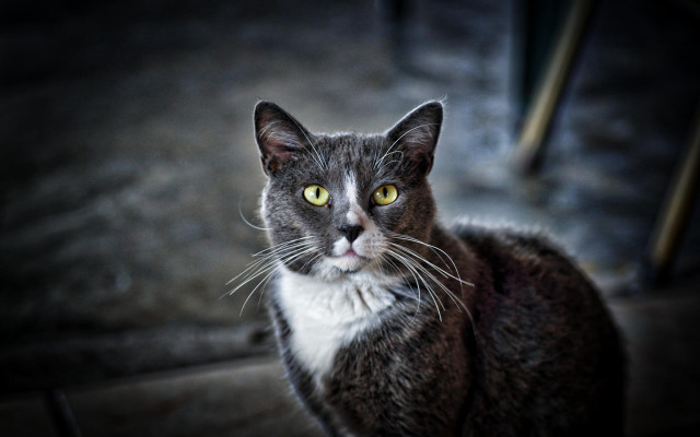 Black cat yellow eyes serious #2 free wallpaper - medium preview image