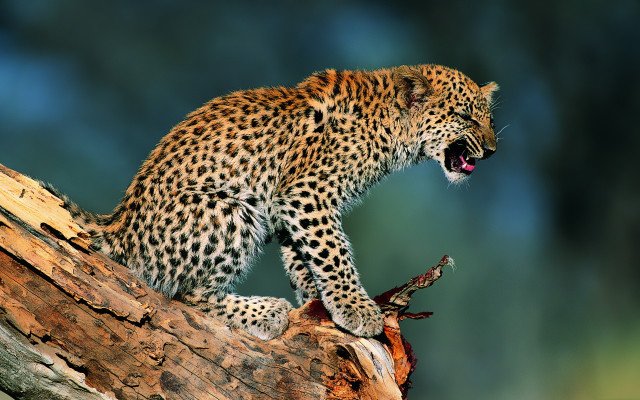 Leopard yawning tree branch wildlife free wallpaper - medium preview image