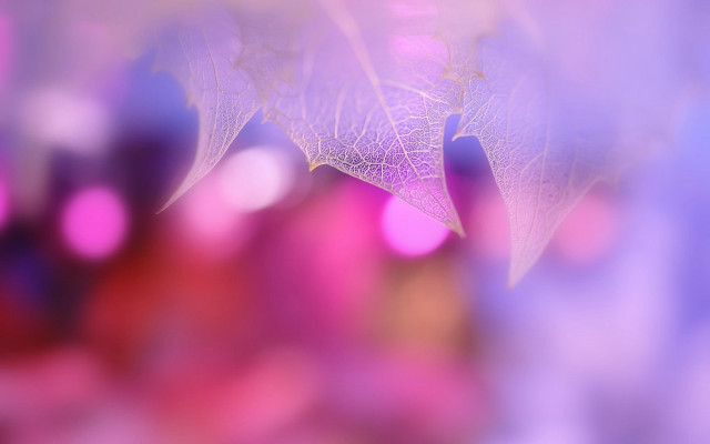 Blurry leaf building macro softfocus free wallpaper - medium preview image
