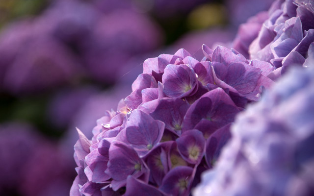 Purple flower macro background blurry free wallpaper - medium preview image