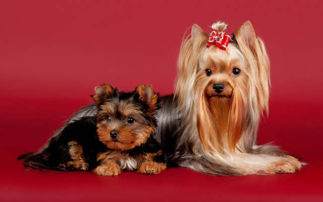 Dogs bows red background shiba free wallpaper - medium preview image