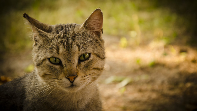 Cat green eyes grass portrait free wallpaper - medium preview image