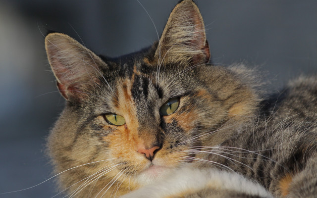 Cat yellow brown face green free wallpaper - medium preview image