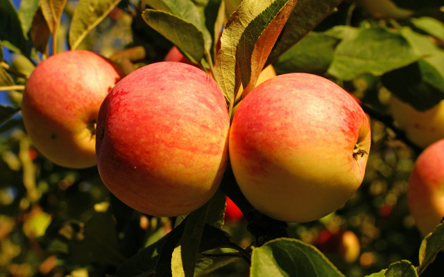 Apples hanging branch leaves blue free wallpaper - medium preview image