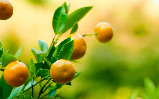 Oranges tree branch field blurry free wallpaper - medium preview image