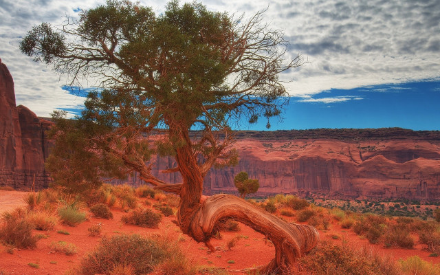 Desert tree mountain sunset clouds free wallpaper - medium preview image