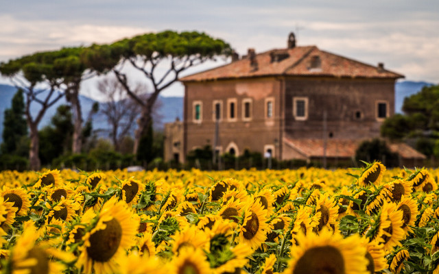 Sunflower field autumn leaves blurry free wallpaper - medium preview image