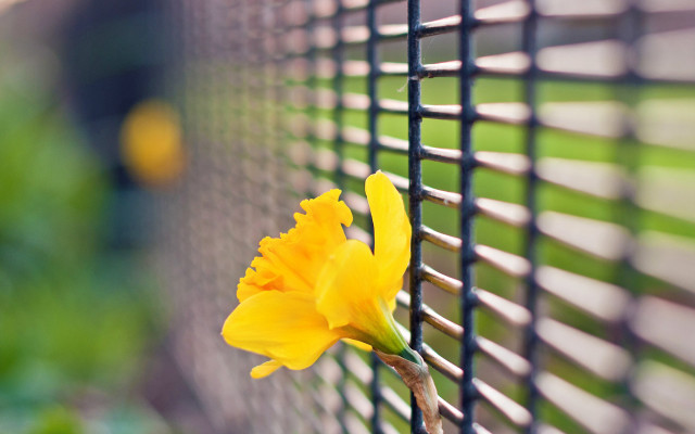 Yellow flower fence green grass free wallpaper - medium preview image