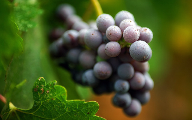 Grapes vine tree branch garden free wallpaper - medium preview image