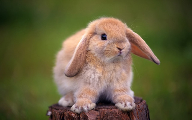 Small rabbit wooden stump grass #2 free wallpaper - medium preview image