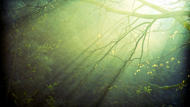 Tree branch sunshine forest light free wallpaper - medium preview image