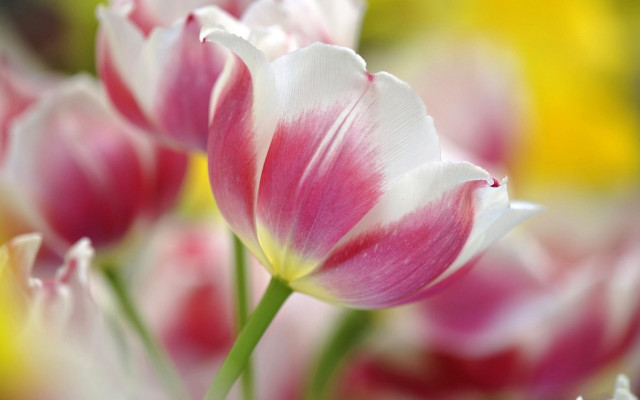 Pink white flower closeup bokeh free wallpaper - medium preview image
