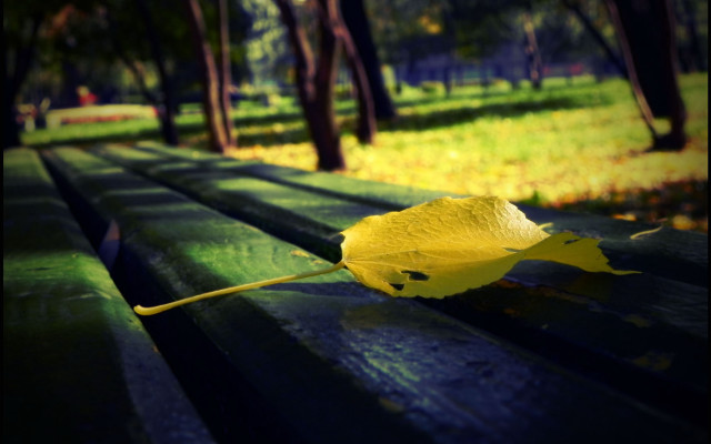 Yellow leaf park bench sun free wallpaper - medium preview image