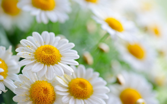 Daisies vase table blurry background free wallpaper - medium preview image