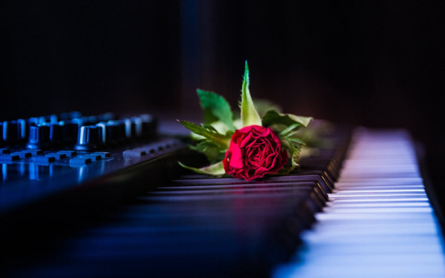 Blue rose piano music notes free wallpaper - medium preview image